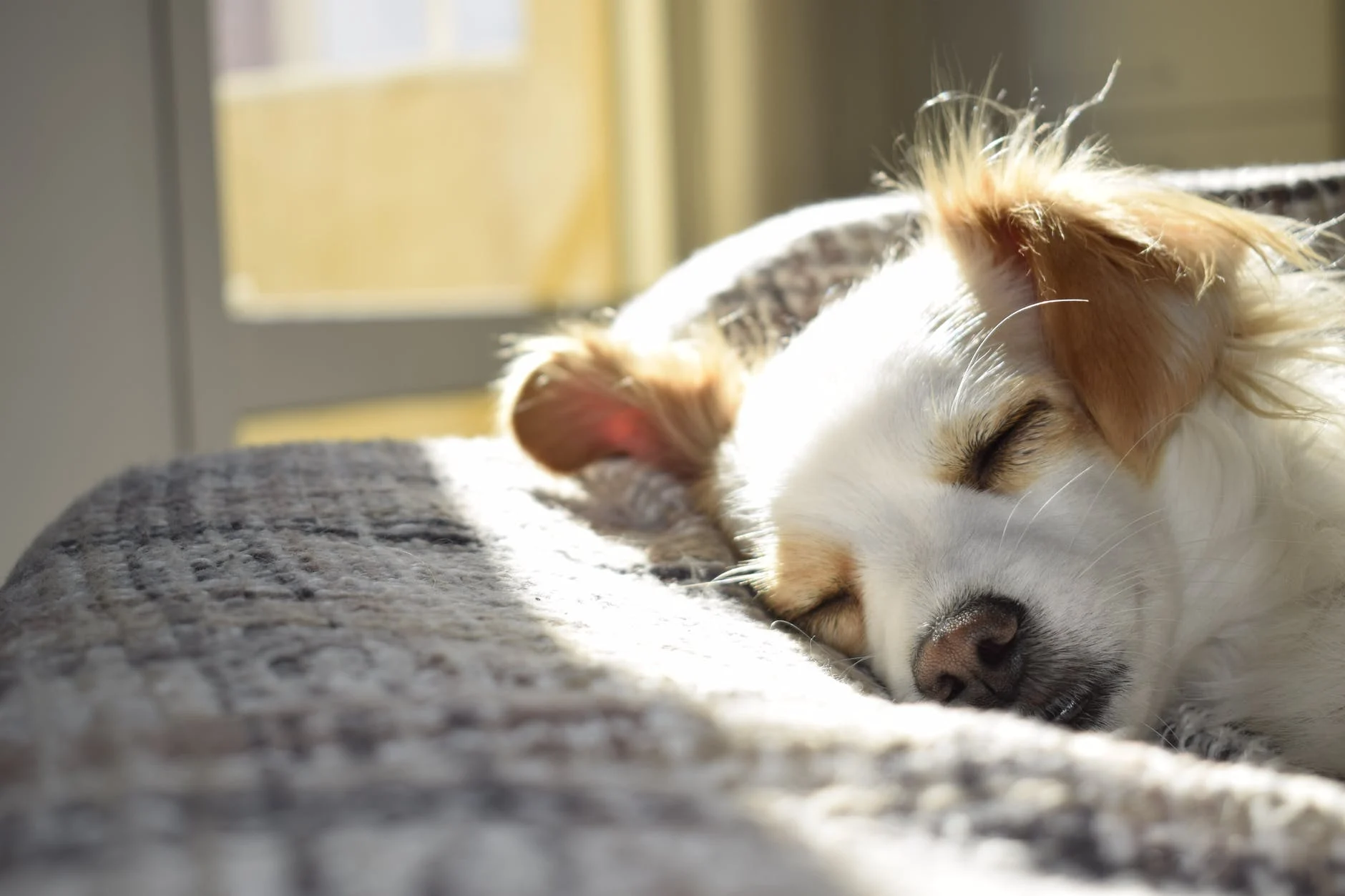 Owning A Pet: 7 Things You Need to Know