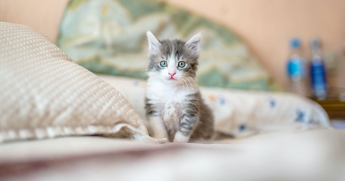 10 Cute Animal Facts