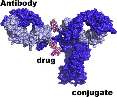 Antibody Drug Conjugates Market 2022 Size, Trends & Forecast Report to 2028