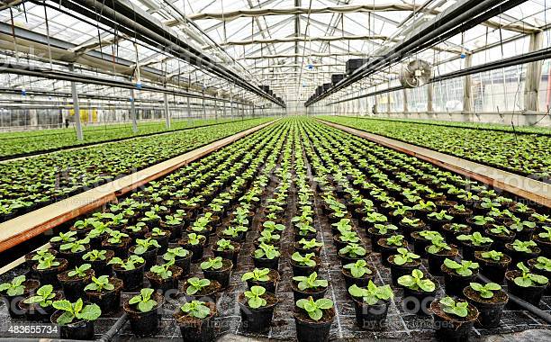  Commercial Greenhouse Market 2022 Size, Growth & Forecast Report to 2028