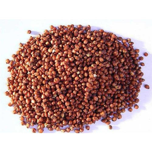 Sorghum Seed Market 2022 Size, Share & Forecast Report to 2028