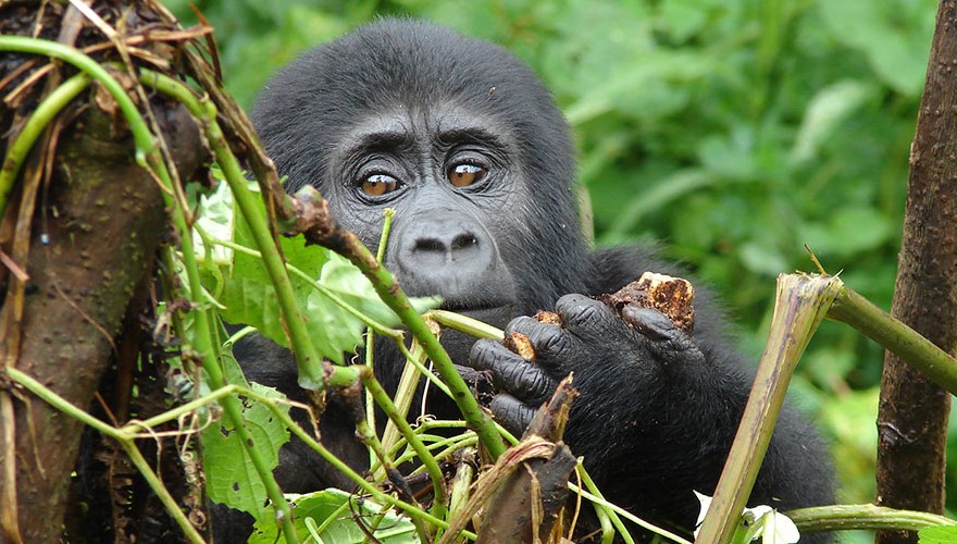 What is the price of a gorilla tour?
