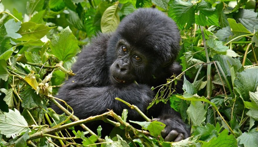 FAQs about gorilla trekking in Bwindi Impenetrable National Park