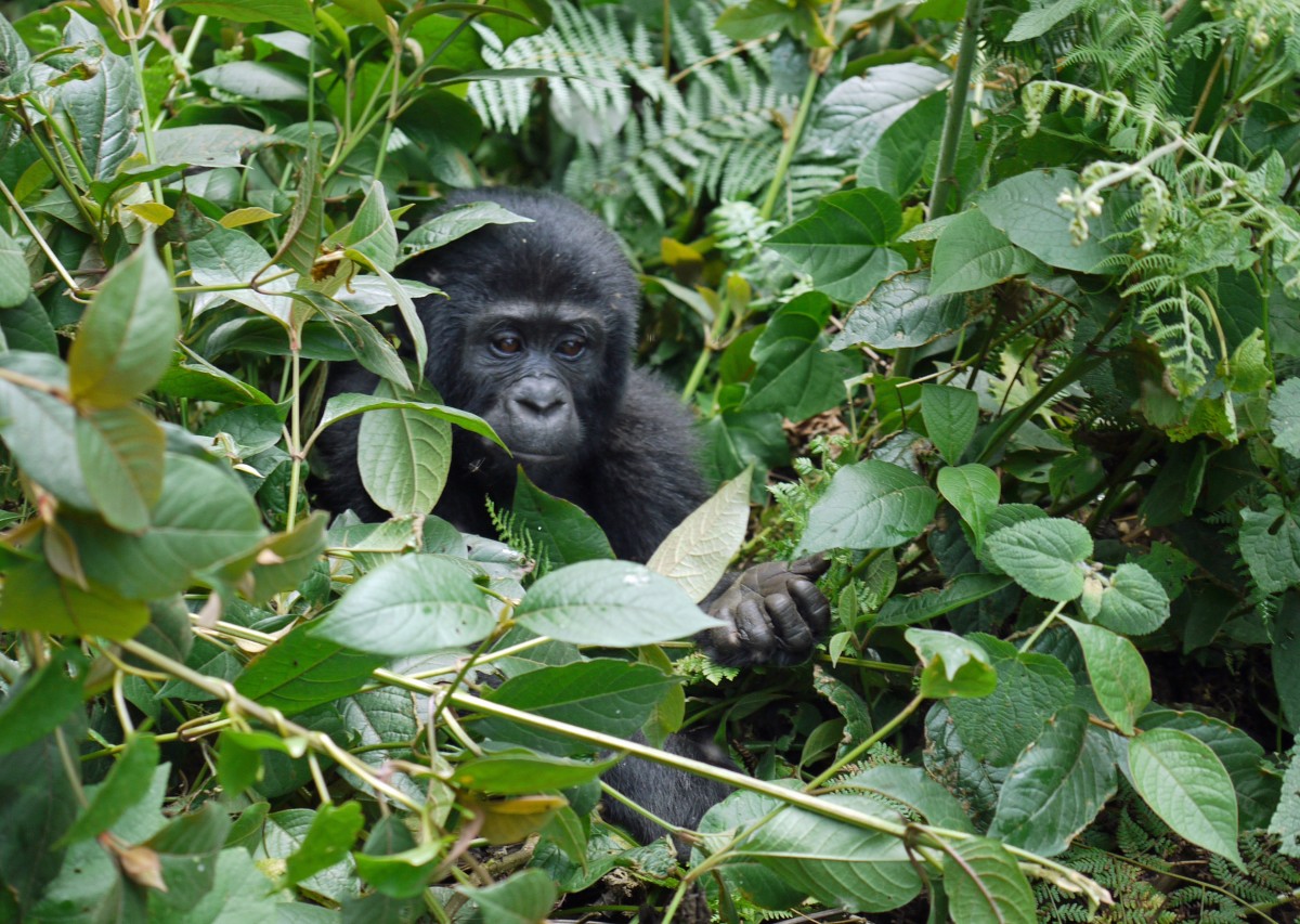 BOOK A BUDGET SAFARI IN UGANDA