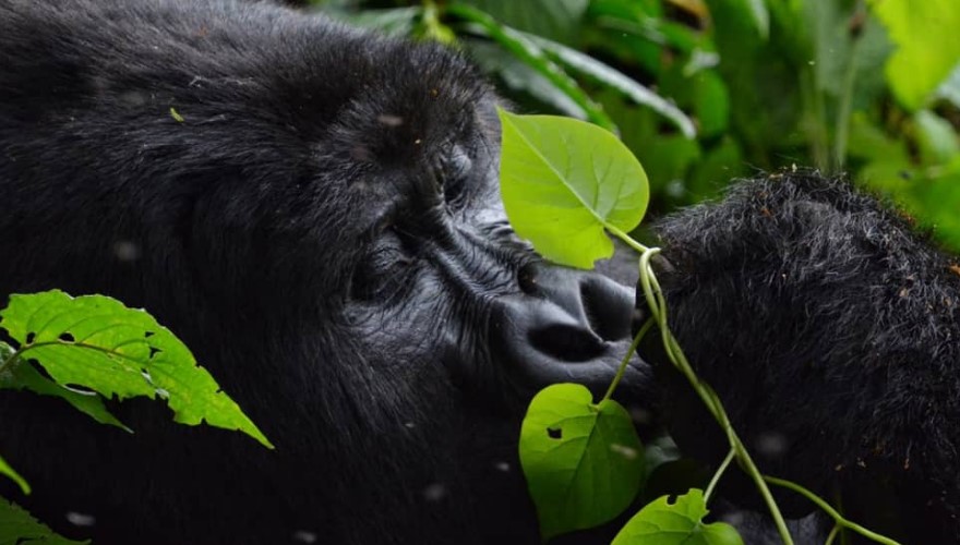 PRIMATE SAFARI IN RWANDA