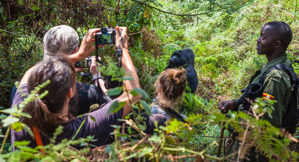 A child below 15 years may trek gorillas in Uganda and Rwanda.