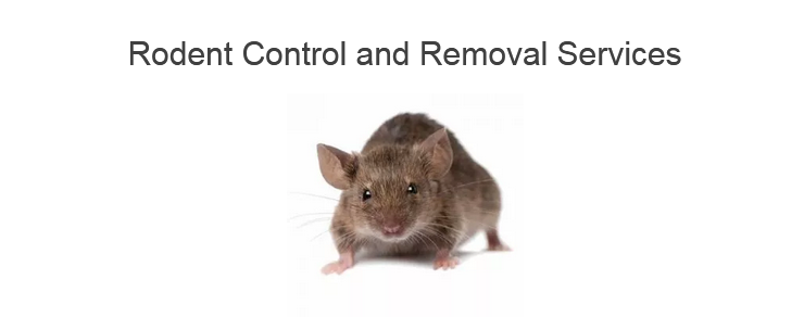 Seven Easy Tips for Preventing Rodent infestation 