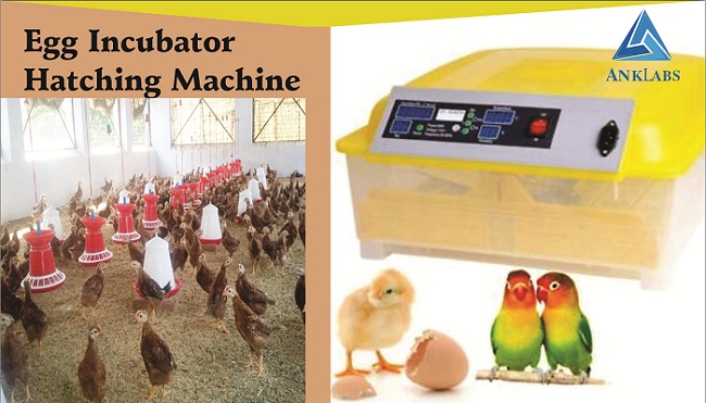 How to get good Egg Incubator Machine in Delhi
