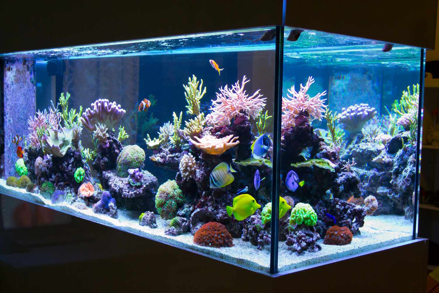LED Aquarium Lighting Market Key Players, Share & Latest Trades Report to 2030