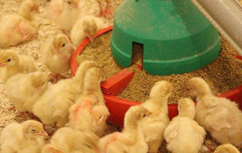 Poultry Feed Market 2022 Size, Dynamics & Forecast Report to 2028