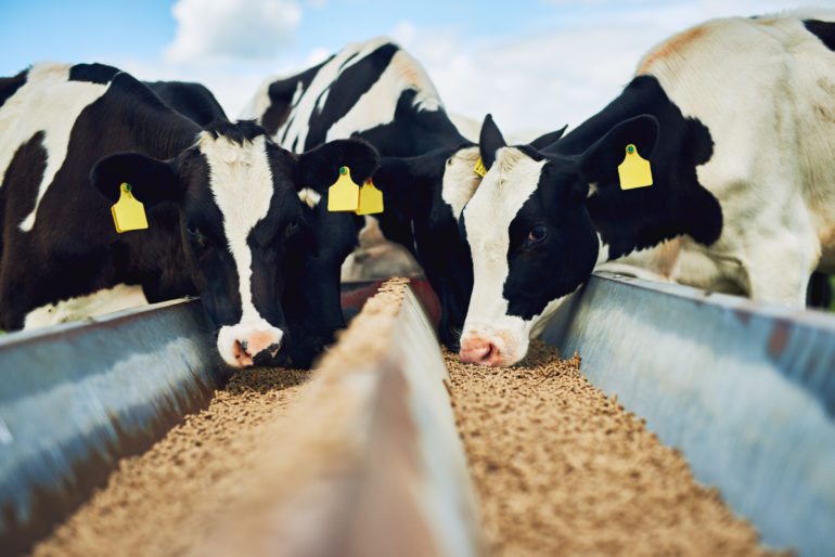 Animal Feed Additives Market 2022 Size, Key Players & Forecast Report to 2028