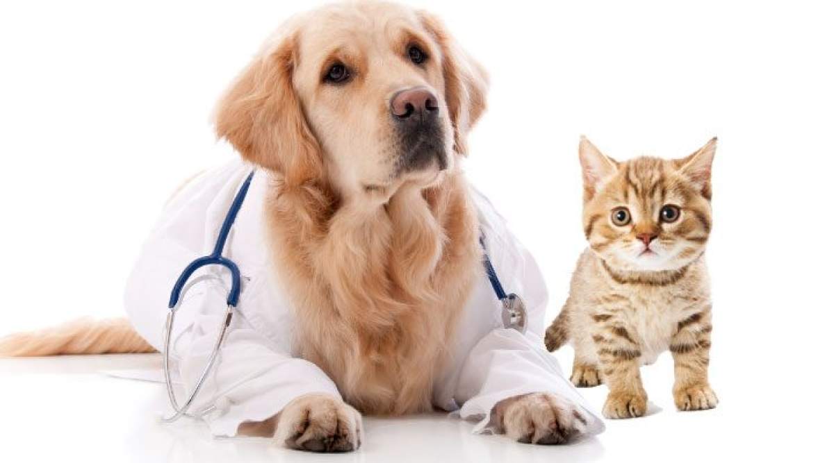 Animal Parasiticides Market 2022 Key Players, Share & Forecast Report to 2028