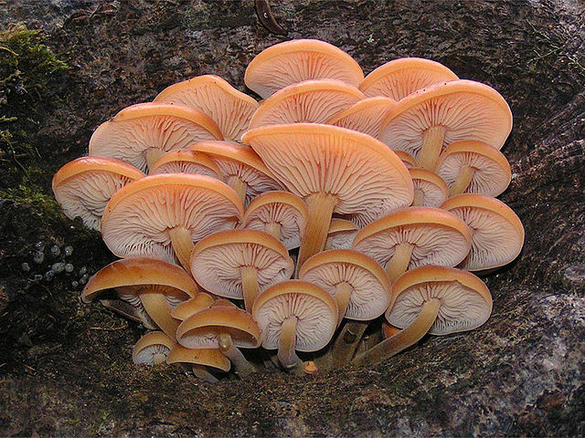 Mushroom Market 2022 Size, Key Players & Forecast Report to 2028