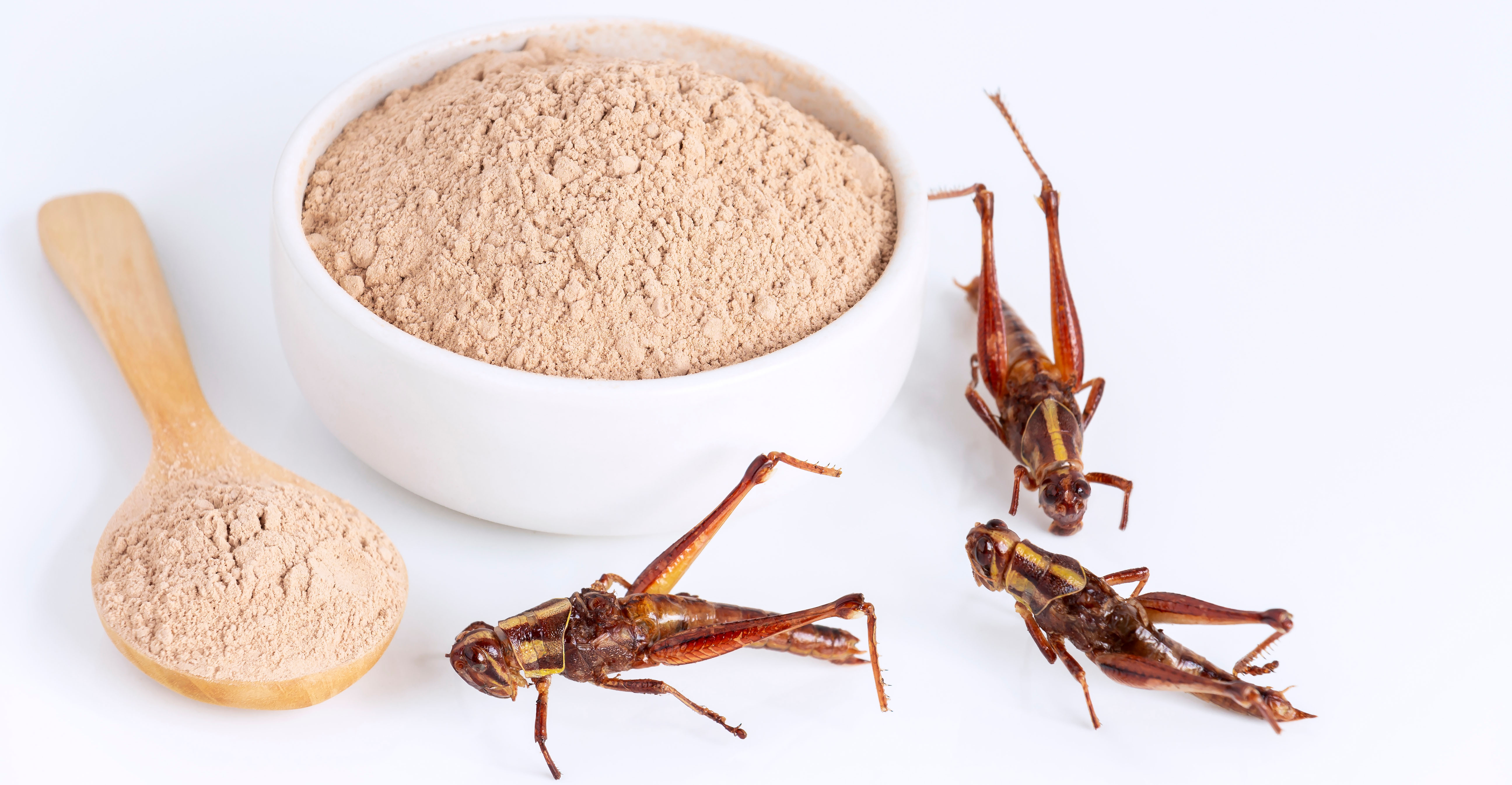 Insect Alternative Protein Market Insight | Outlook | Growth Analysis Report 2022-2028