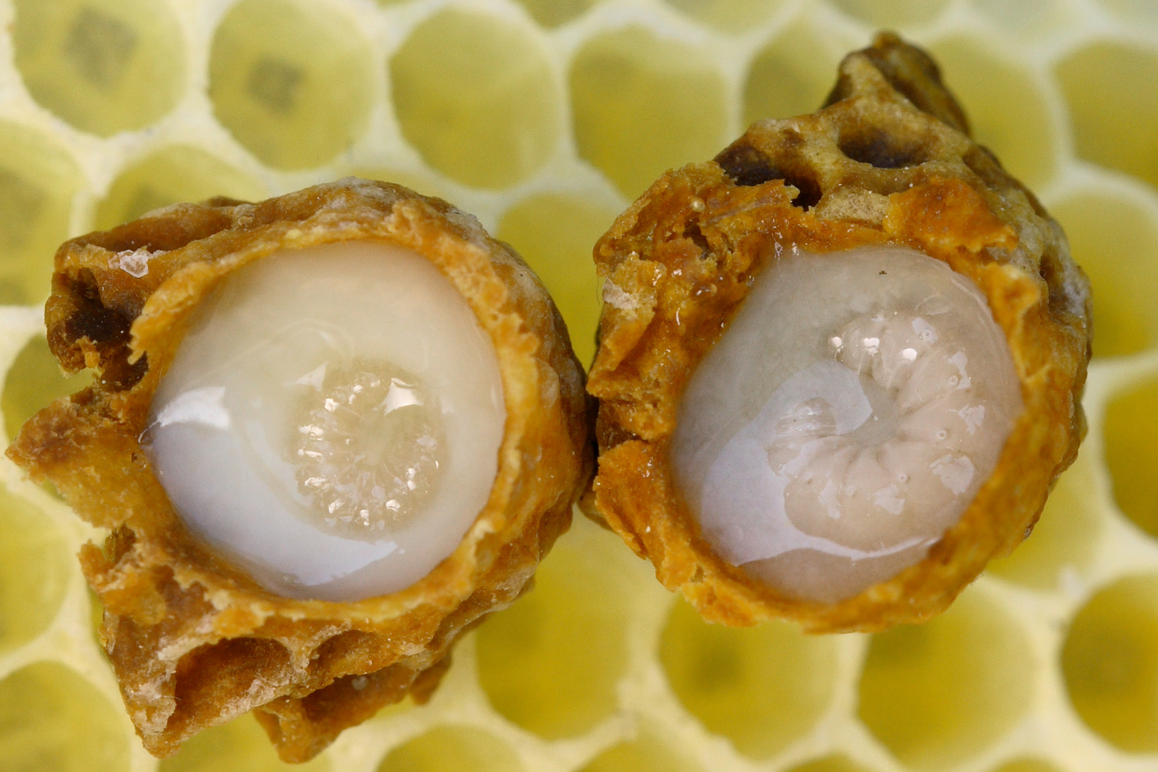 Royal Jelly Market Report 2022-2028 | Industry Analysis By Top Key Players