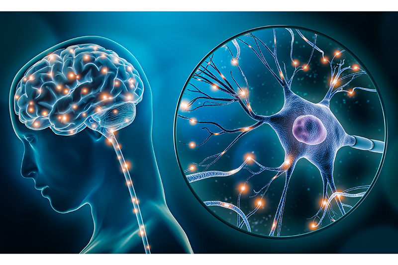 Cognitive Neuroscience Market Insight | Outlook | Growth Analysis Report 2030