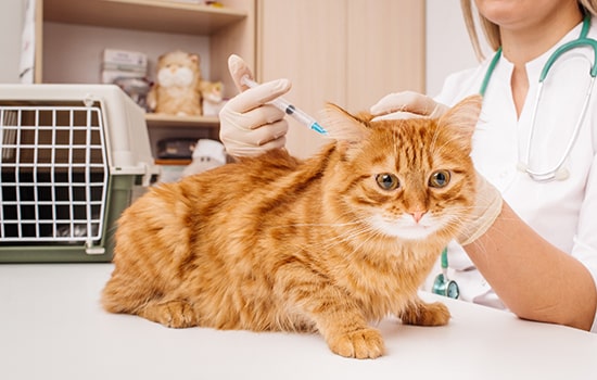 Companion Animal Vaccines Market Trends, Share & Forecast Report to 2030