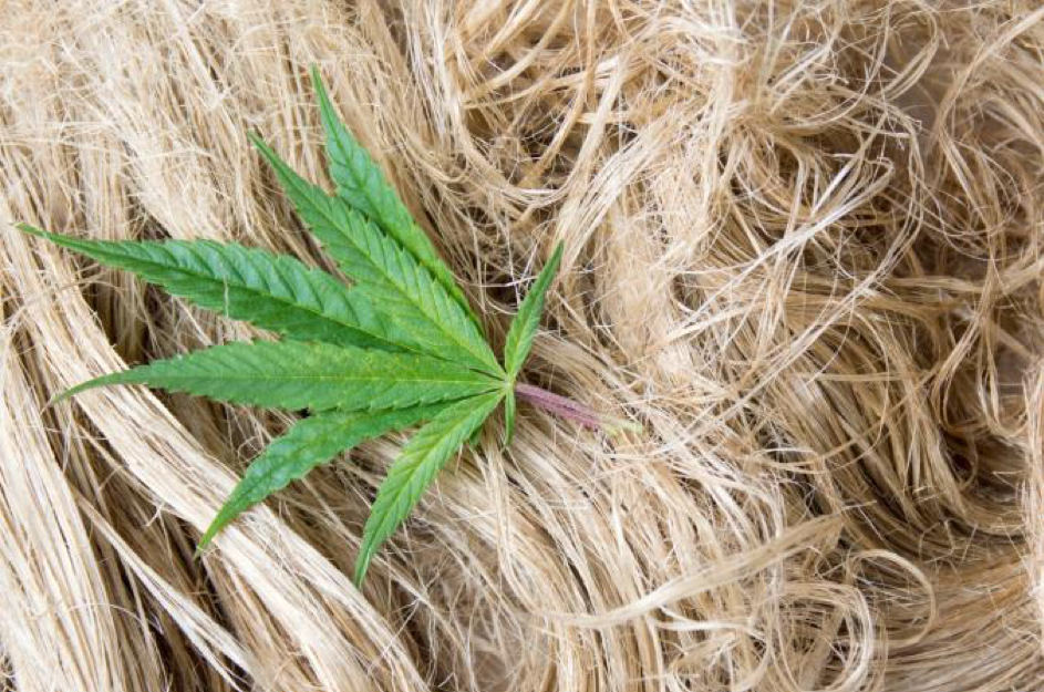Hemp Fiber Market Key Players, Latest Trades & Forecast Report to 2028