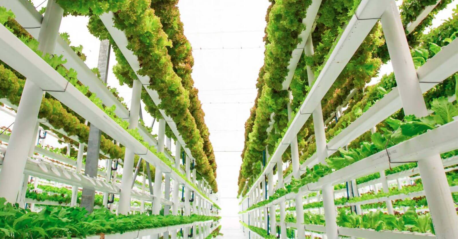  Vertical Farming Market 2022 Trends, Share & Forecast Report to 2028
