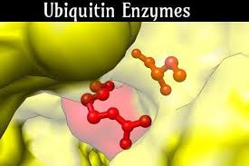 Ubiquitin Enzymes Market Size, Share, Key Players Analysis Report and Forecast to 2028