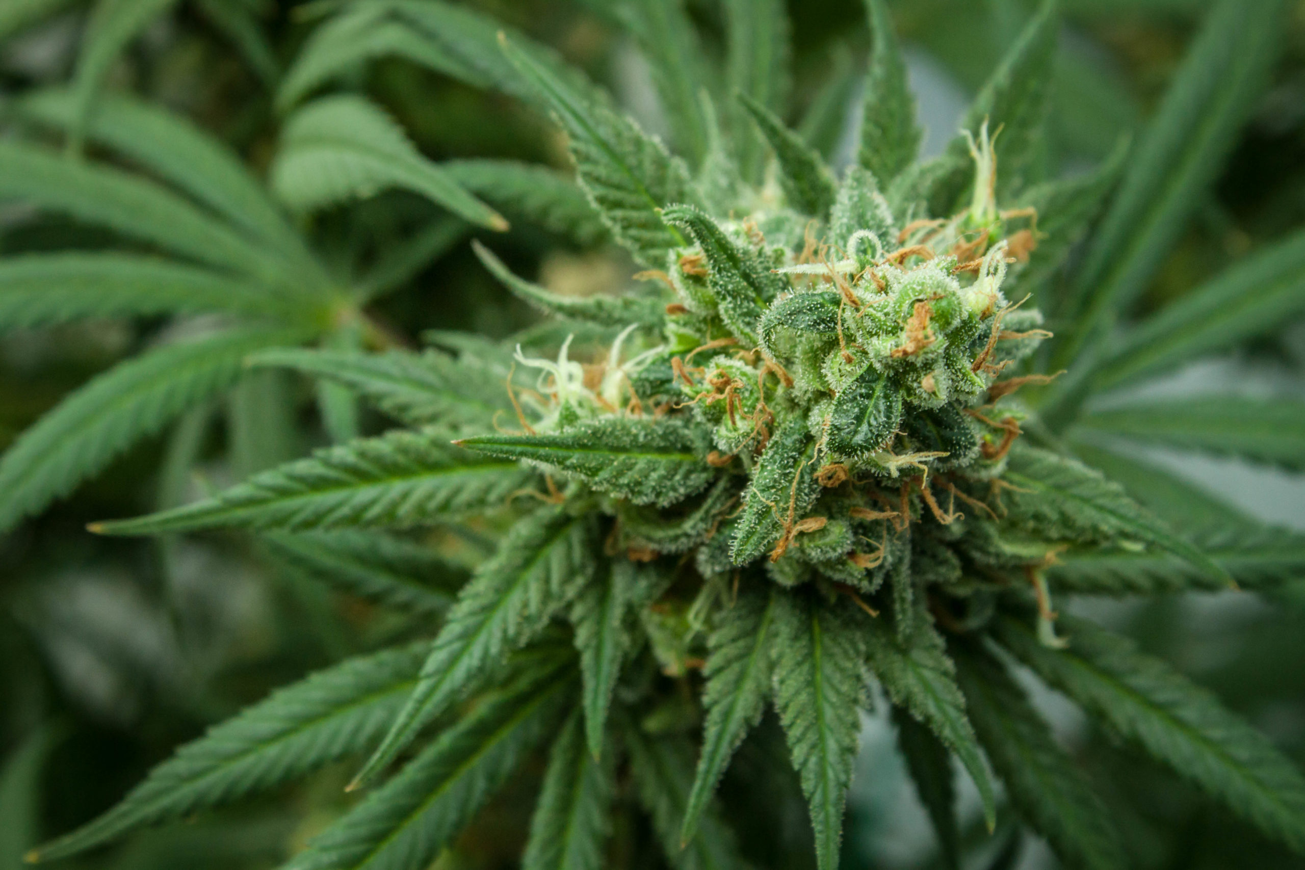 Check Out the Ultimate Guide on Cannabis Consulting Services