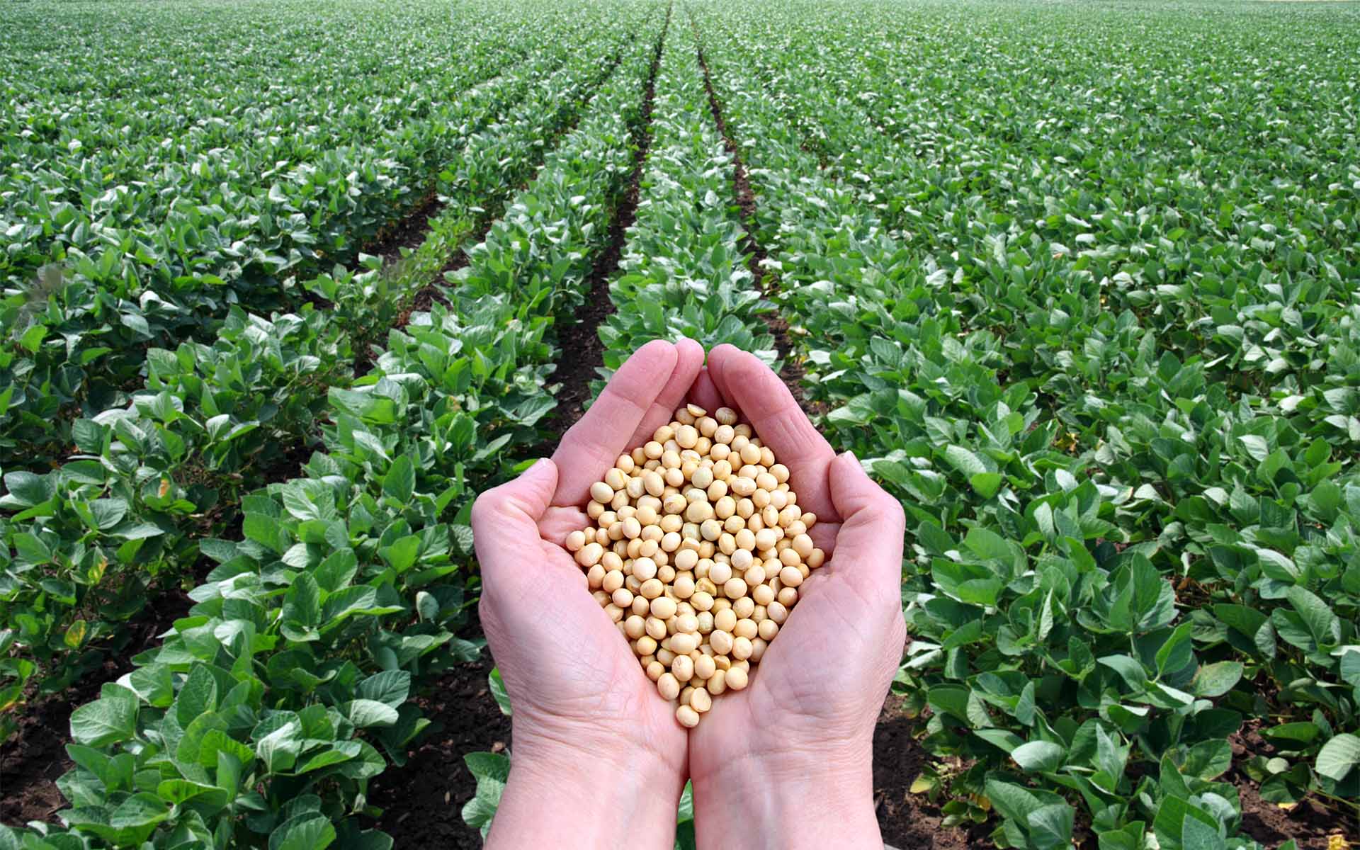 Why Should You Plan to Sell the Farm Products Online?