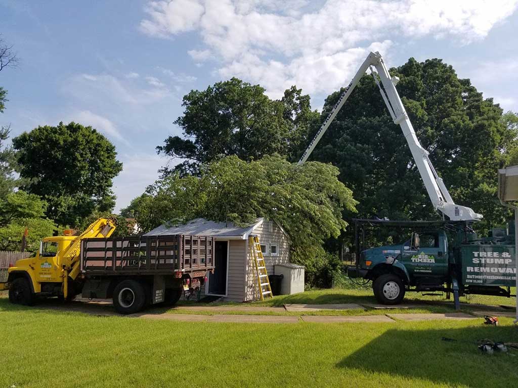 Try the Best Tree and Stump Removal Services in California