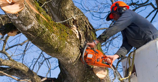 How I Found the Best Local Tree Removal Service Near Me?