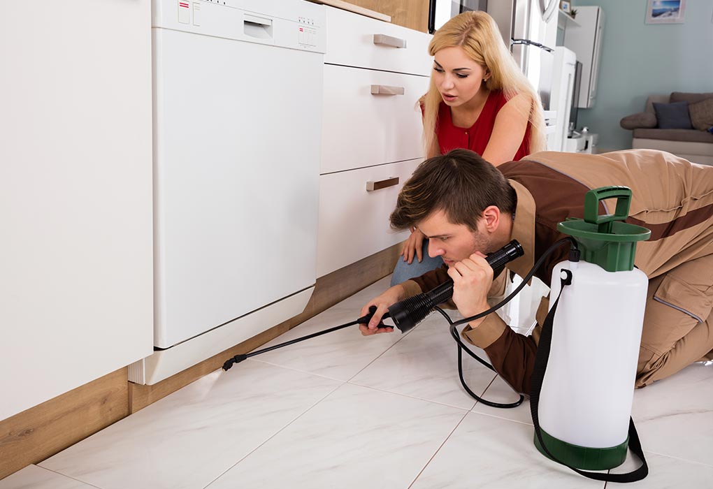 If Not Properly Treated, Pest Infestation Can Become Out Of Control