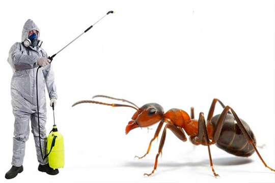 Buzz Boss | Effective Residential Pest Control Service for a Your Home