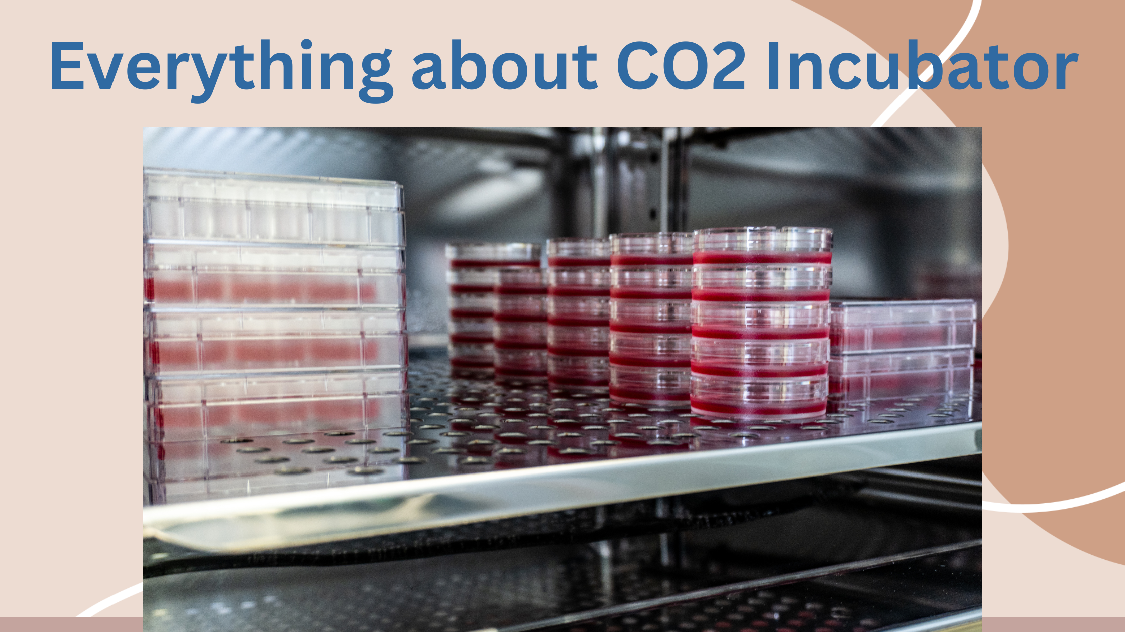 Everything About CO2 Incubator