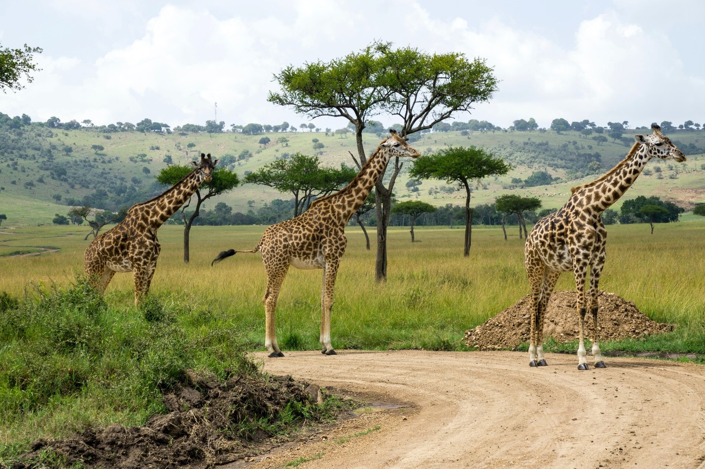 All you Need to know About the Tanzania Southern Circuit Safari