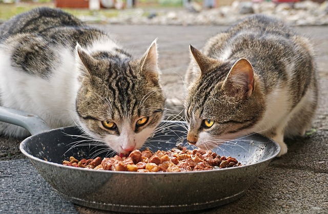Cat Food Market Key Opportunities And Strategies 2023-2032