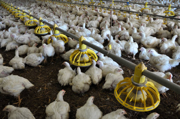 Global Poultry Keeping Machinery Market Outlook Through 2023-2032