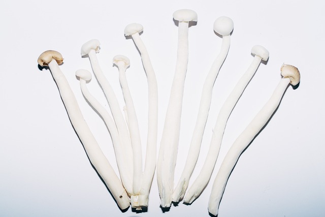 Oyster Mushroom Cultivation Market Projected Growth Rate Through 2023-2032