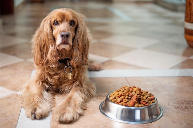Dog And Cat Food Market Projected Growth Rate Through 2023-2032