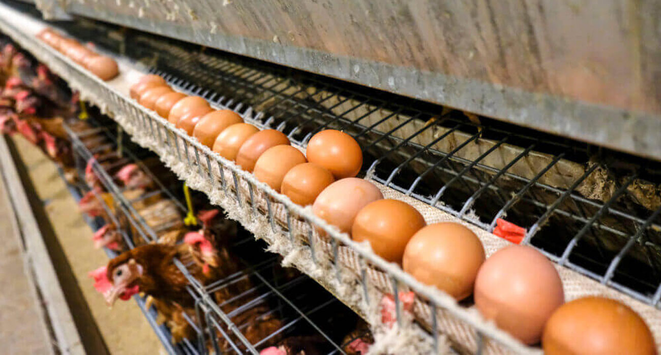 Locate the Best Egg Tray Machine Available for Sale