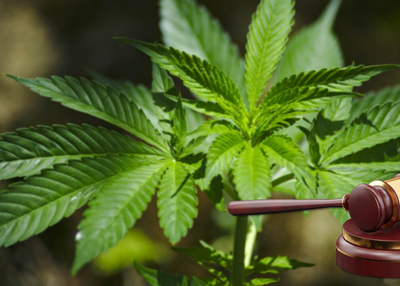 Implications of Medical & Recreational Marijuana Legalization on Tech Sector