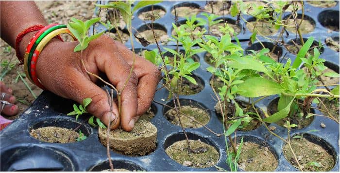 Is Stevia A Trend or The Answer?