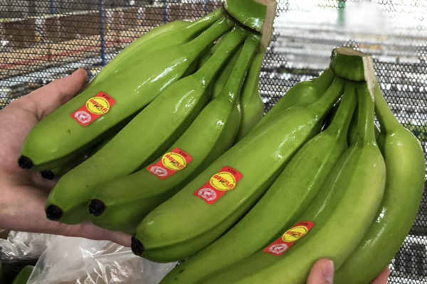 Important Factors to Consider When Choosing a Wholesale or Fresh Banana Suppliers