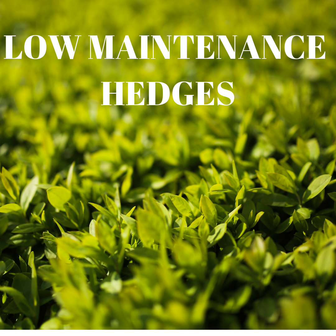 Buy Artificial hedges online