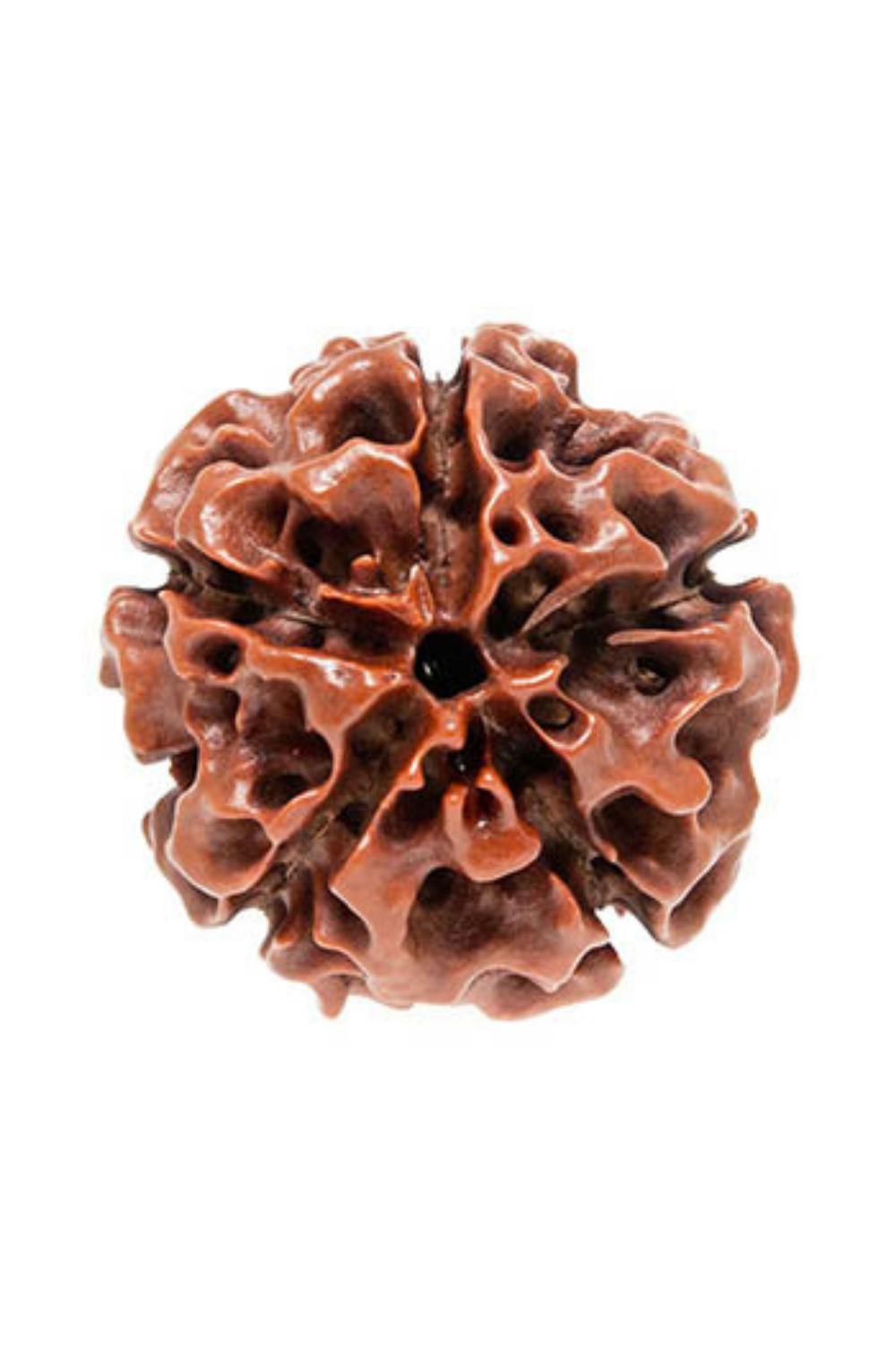 5 Mukhi Rudraksha (Indonesian)