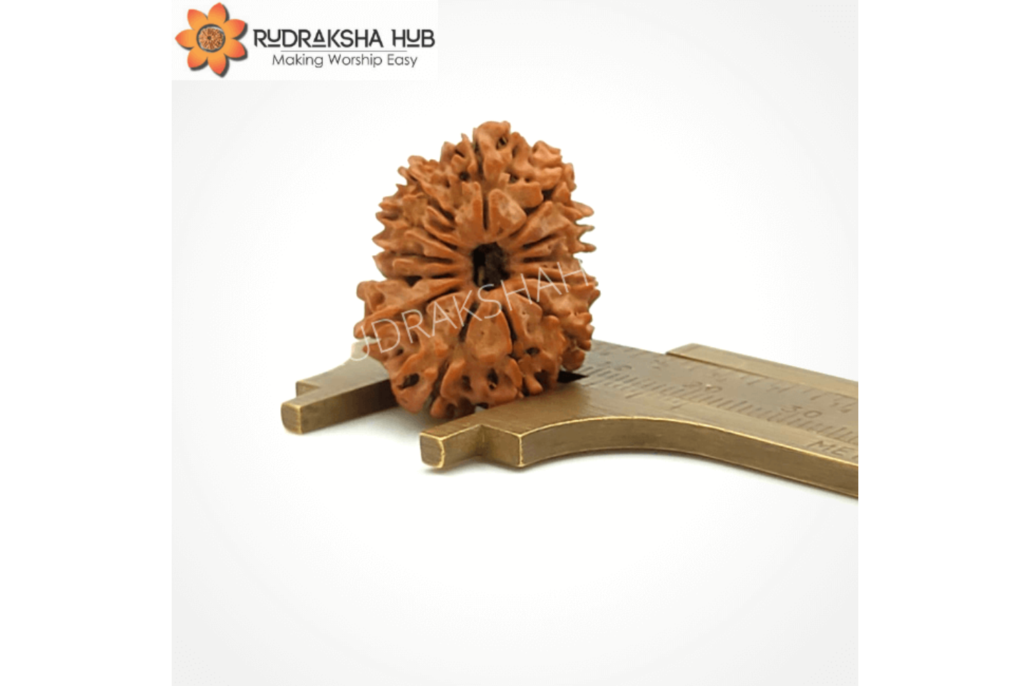 13 Mukhi Rudraksha (Nepali)