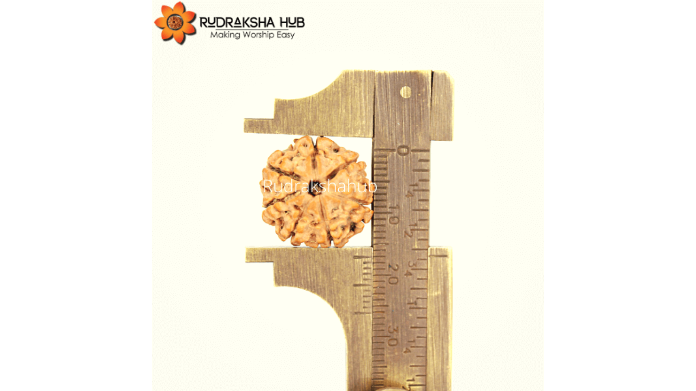 7 Mukhi Rudraksha (Nepali)