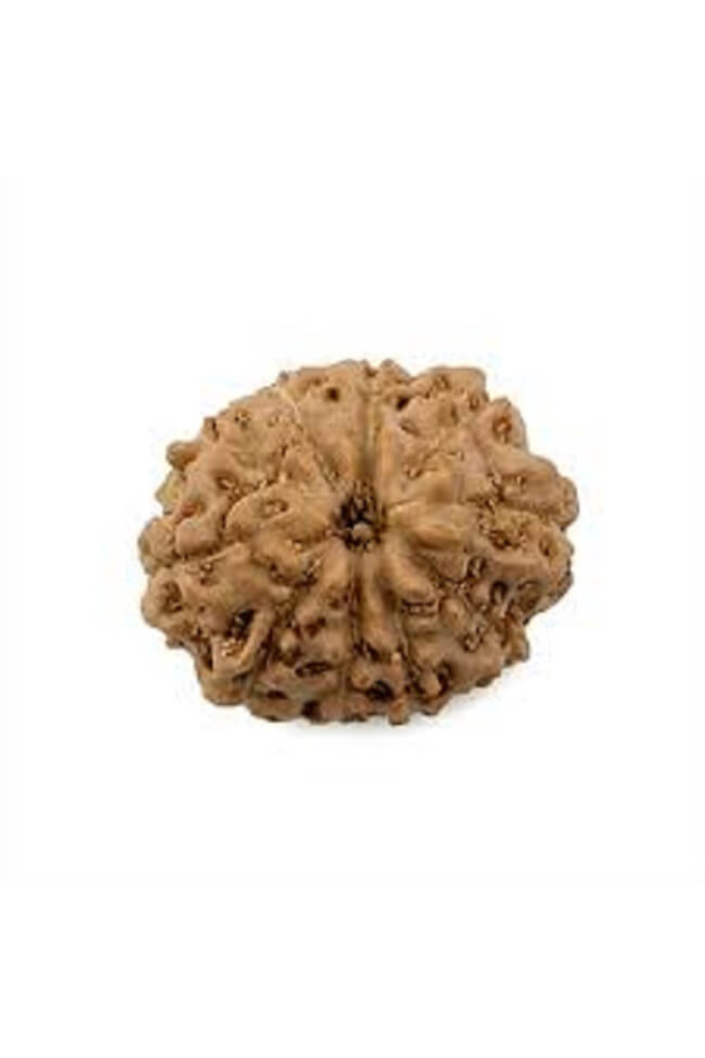 10 Mukhi Rudraksha (Indonesian)