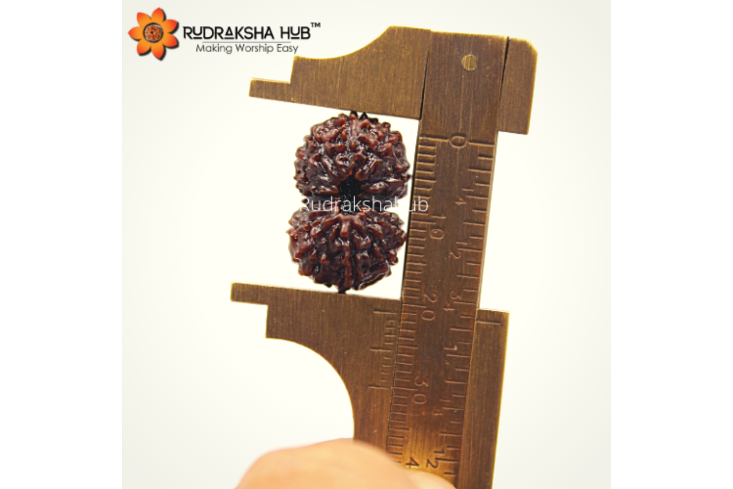 14 Mukhi Rudraksha (Indonesian)