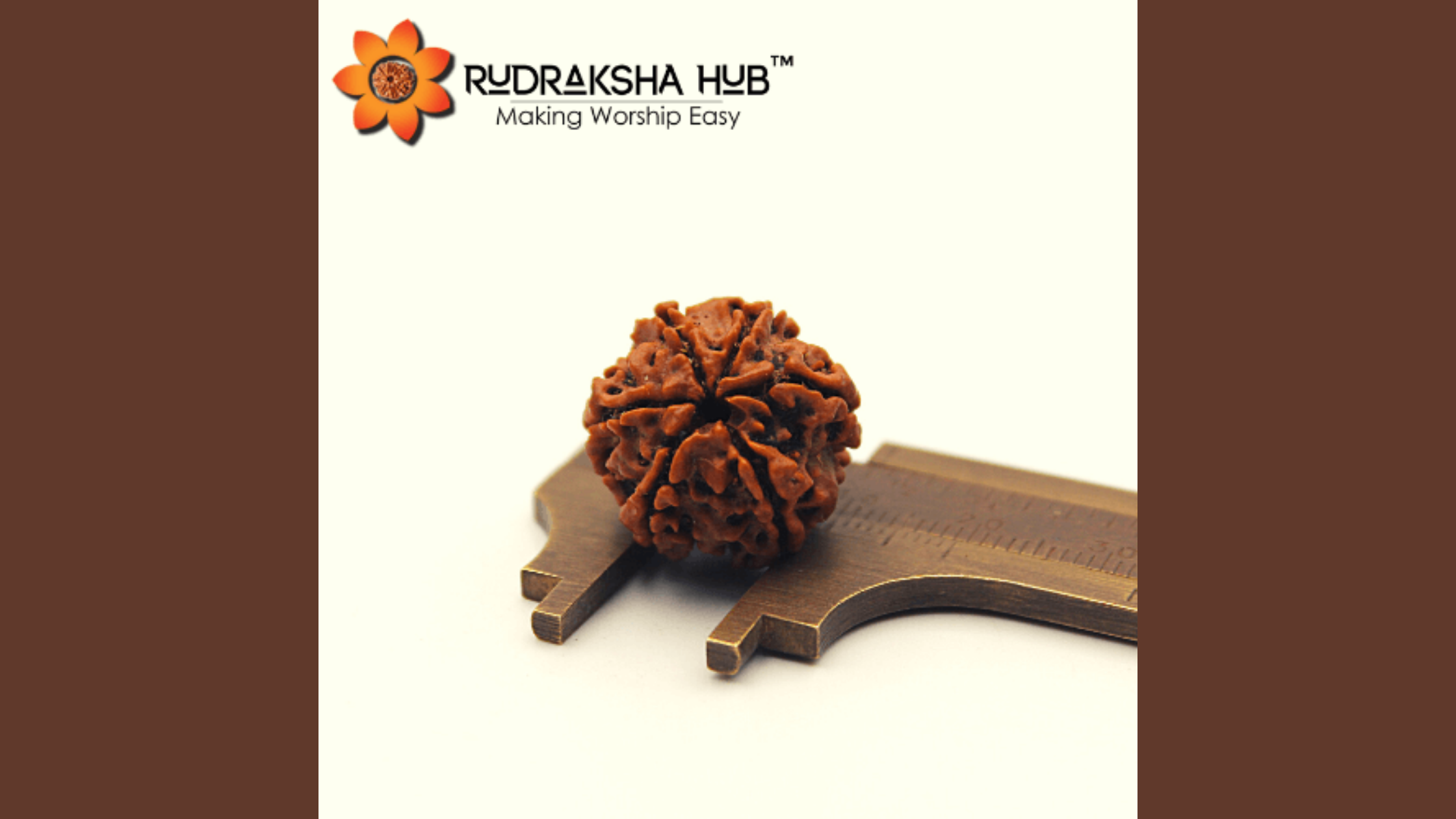 6 Mukhi Rudraksha (Nepali)