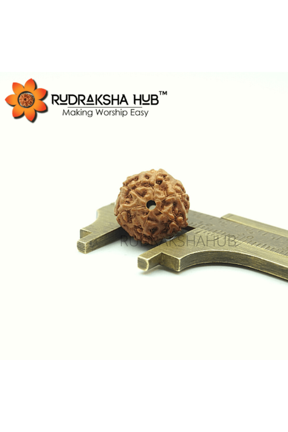 6 Mukhi Rudraksha (Indonesian)