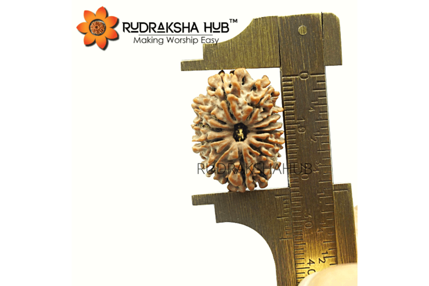 12 Mukhi Rudraksha (Nepali)