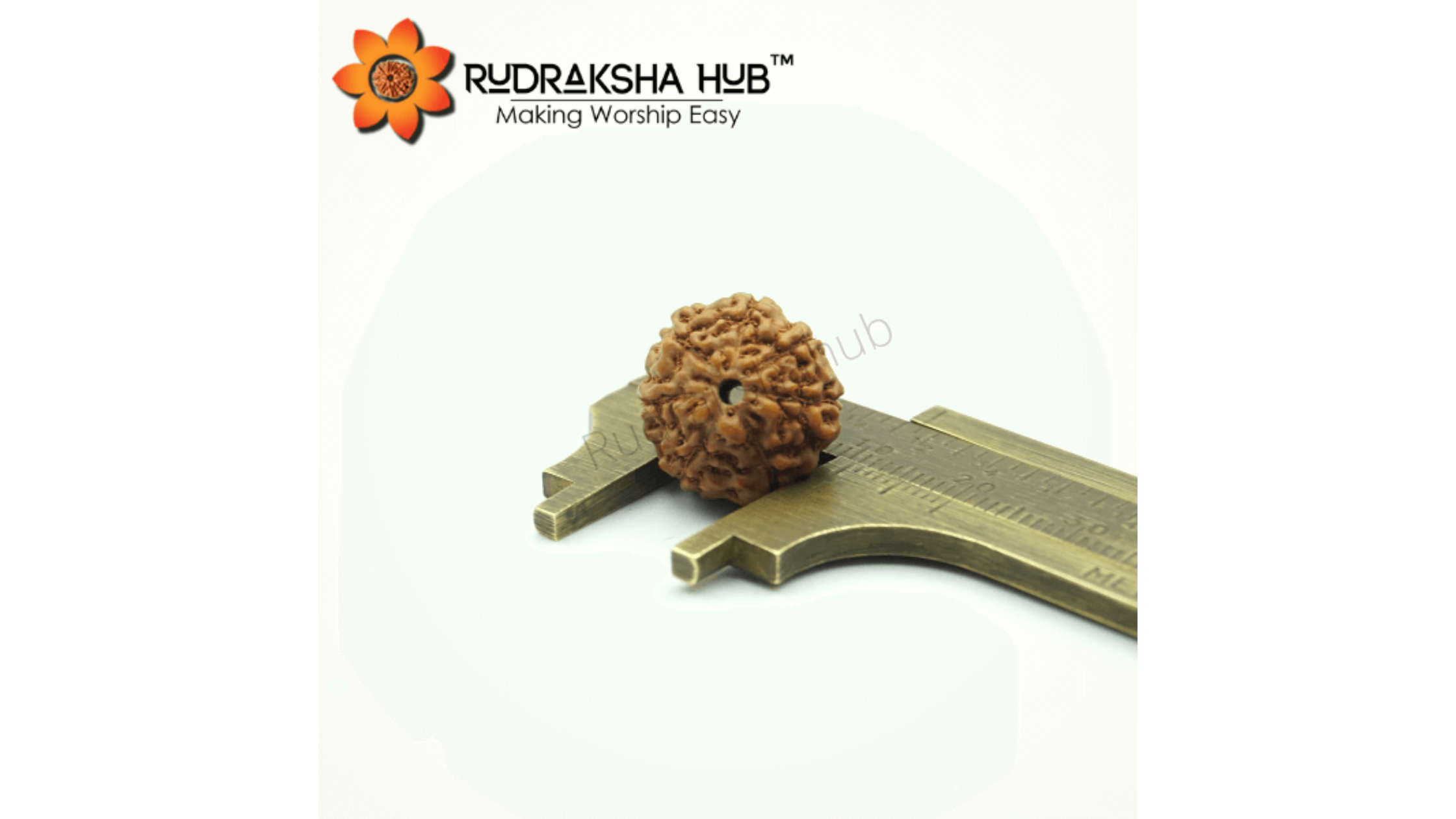 7 Mukhi Rudraksha (Indonesian)